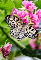 Tree Nymph