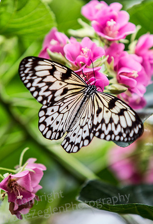 Tree Nymph