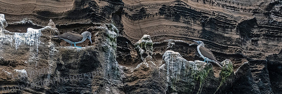 Galapagos Blue Footed Booby Roost 1250