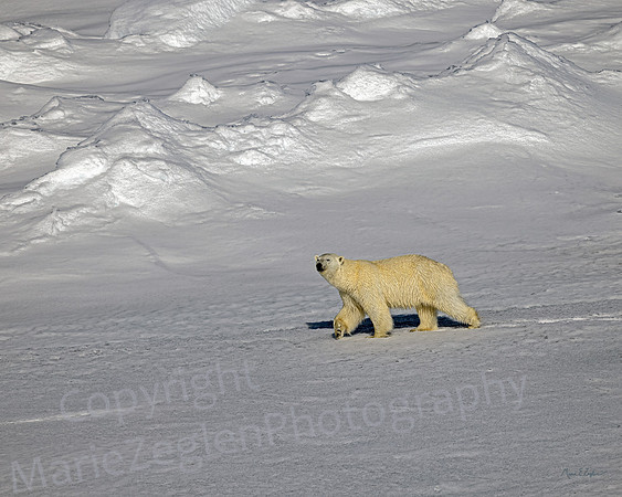 Polar Bear Walking on Snowfield