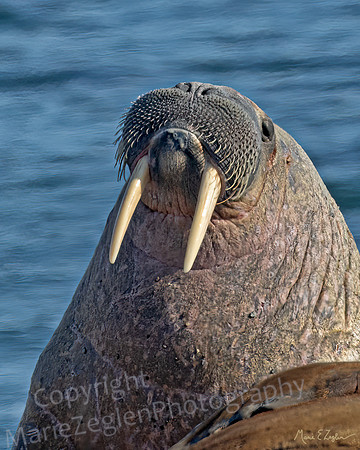 Atlantic Walrus Closeup