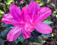 Azalea in Bloom