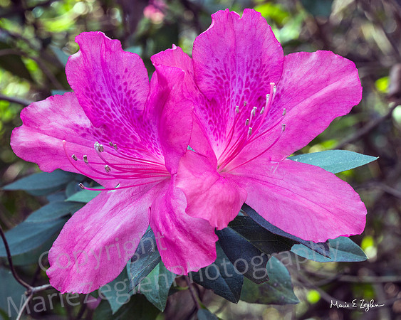 Azalea in Bloom