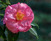 Camellia in Bloom