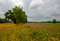 High Springs  Florida Meadow