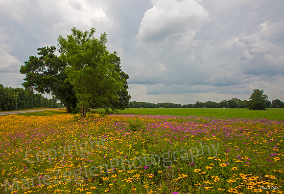 High Springs  Florida Meadow