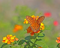 Fritillary Landscape