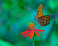 Fritillary feeding
