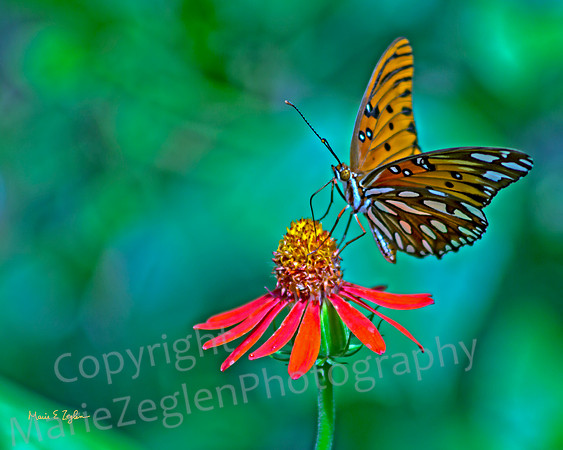 Fritillary feeding