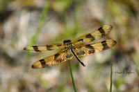 Dragonfly in Field