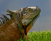 Iguana