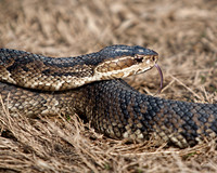 Cottonmouth