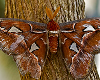 Moth on Tree