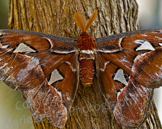 Moth on Tree