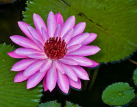Pink Lotus in Bloom