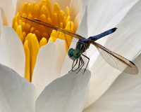Eastern Pondhawk on Lotus