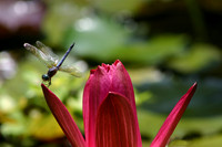 PondHawk on Lotus
