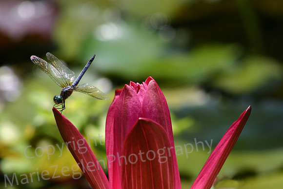 PondHawk on Lotus