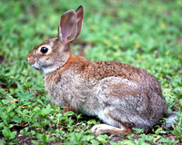 White Tailed Rabbit