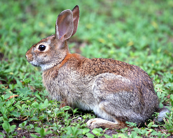 White Tailed Rabbit