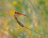 Red Skimmer