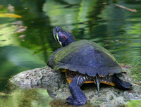 Suwannee Cooter
