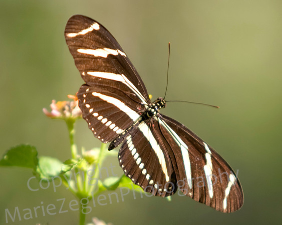 Zebra Longwing Landscape