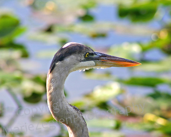 Great Blue Heron