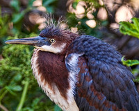 Tri-Colored Heron Chick