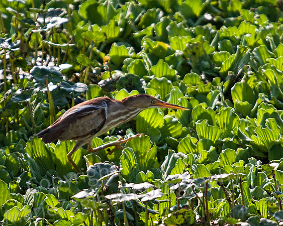 Bittern Walking