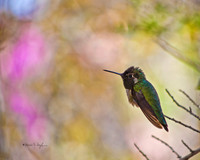 Black-Chinned Hummungbird
