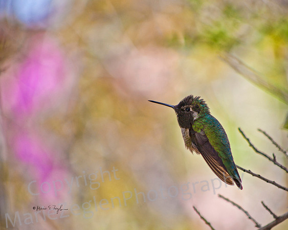 Black-Chinned Hummungbird