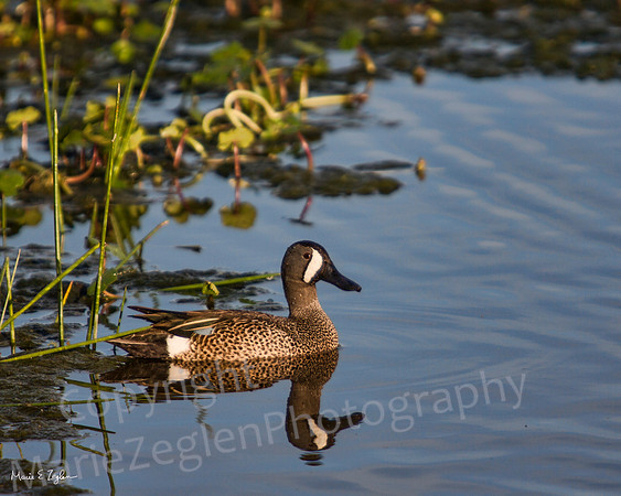 Blue Winged Teal Reflection