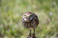 Burrowing Owl Stare Down