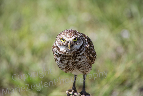 Burrowing Owl Stare Down