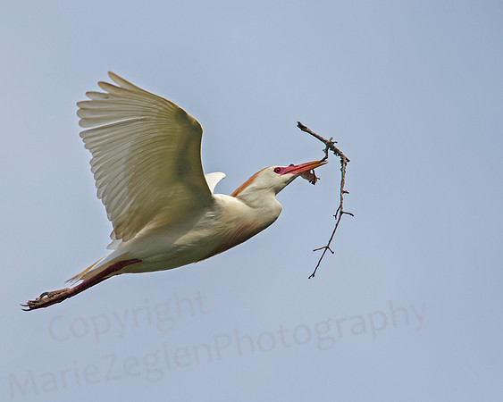 Cattle Egret in Flight