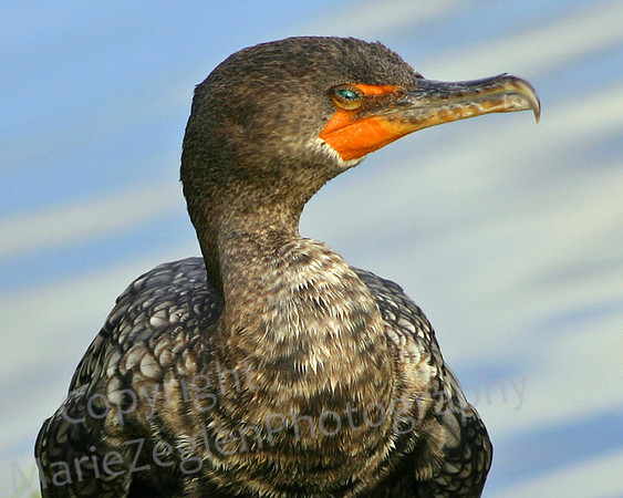 Great-Crested Cormorant