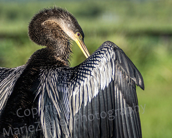 Anhinga Wing Dry