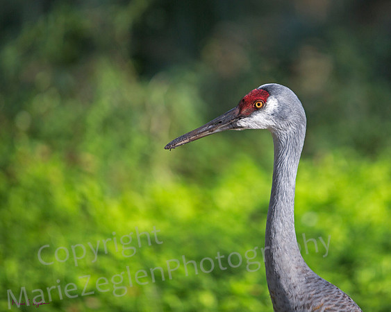 Sandhill Crane Closeup
