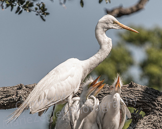 Great Egret with Chicks