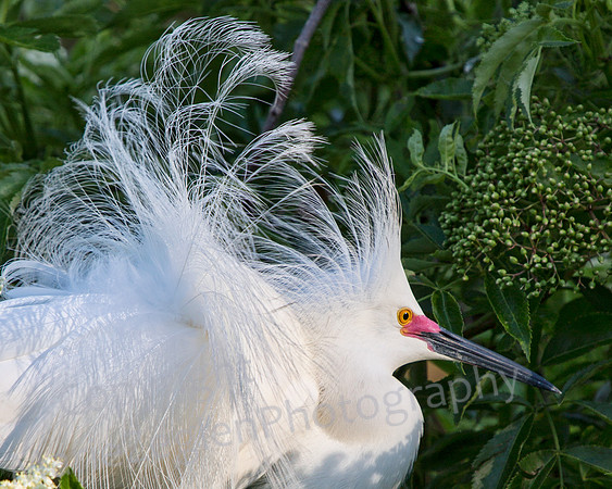 Snowy Egret Fluff Up