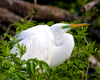 Great Egret Preening