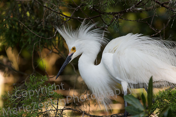 Great Egret in Plumage