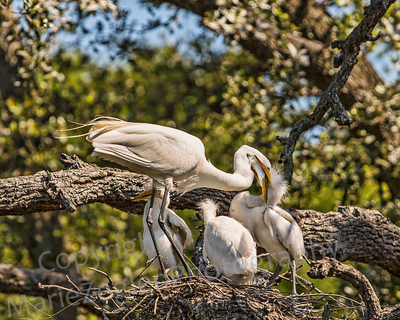 Great Egret Family Feed