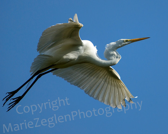 Great Egret Aloft