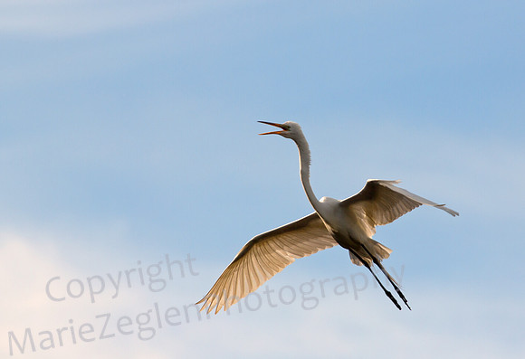 Great Egret Calling in Flight