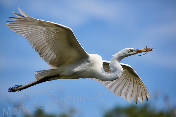 Great Egret with Branch
