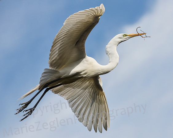 Great Egret in Lift