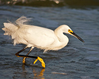 Snowy Egret Yellow Foot
