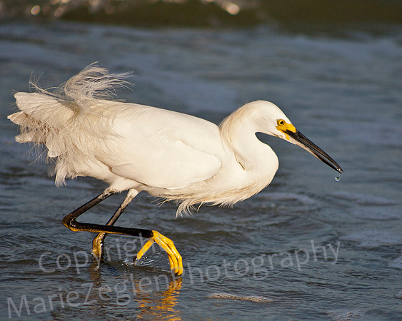 Snowy Egret Yellow Foot